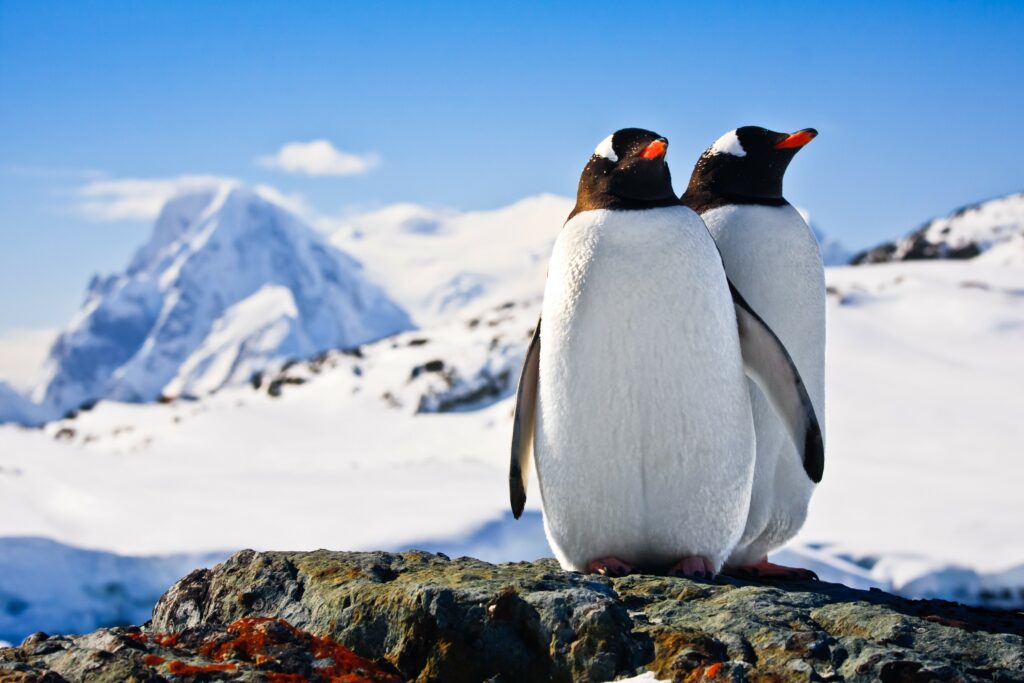 Two penguins